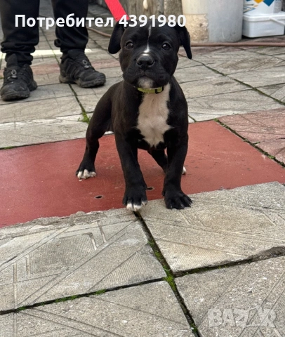 Женски питбул на 2 месеца , снимка 2 - Питбул - 53646341