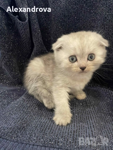 🐾 Шотландска клепоуха (Scottish Fold) – сребърна чинчила 🐾, снимка 3 - Чинчили - 52925727