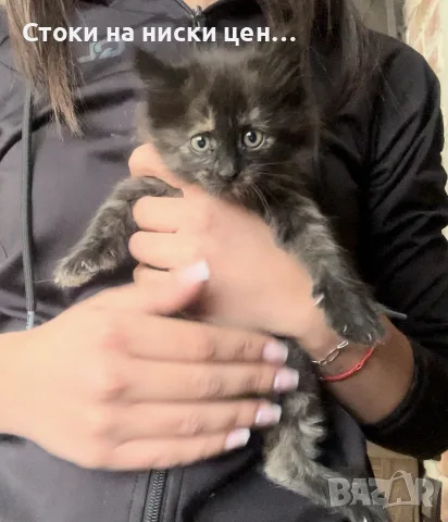 Подарявам 5 малки котета на грижовни стопани ❤️, снимка 6 - Ветеринари и услуги - 56208866