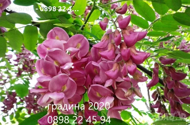 Акация - Фиданки  РАЗПРОДАЖБА !!!, снимка 2 - Разсади - 56203131