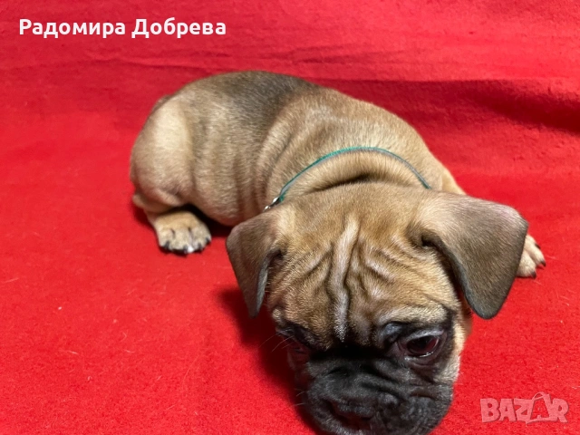 Френски булдог, снимка 2 - Френски булдог - 53711301