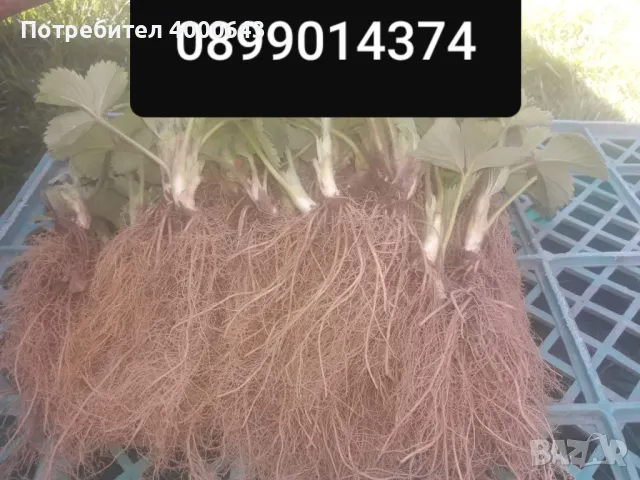 Разсад ягоди и малини , снимка 9 - Разсади - 49498194