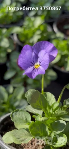 ❤️🌿🌸 Мини теменужки микс (Viola Superba Mini), снимка 8 - Градински цветя и растения - 56120428