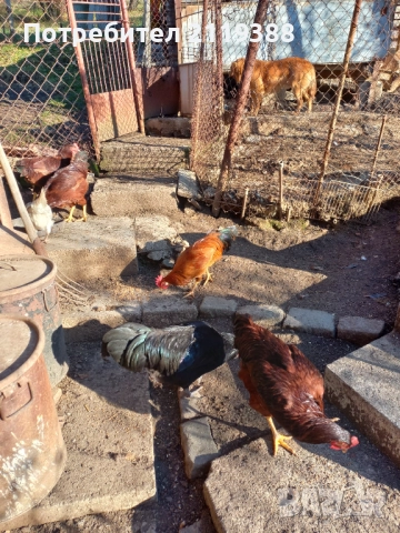 Петлета Родайланд,Австралорп и Ню Хемпшир , снимка 2 - Кокошки и пуйки - 52678724