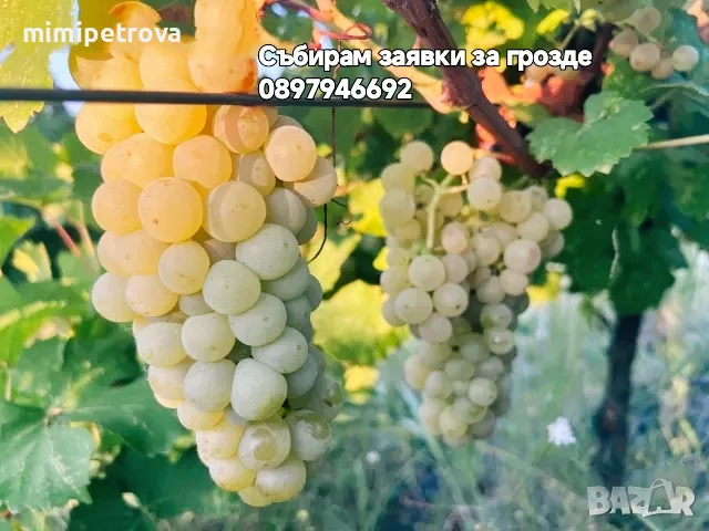 Събирам заявки за грозде 
