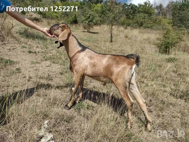 Три чистокръвни англо-нубийски мъжки ярета, снимка 4 - Кози - 55970066