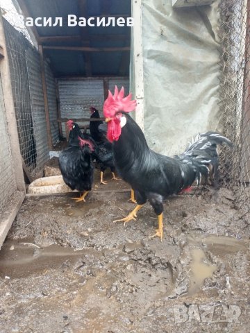 Продавам разплодни яйца от черен легхорн , снимка 1 - Кокошки и пуйки - 39577471