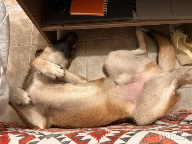 Страхотен Шарено-Очко търси Дом, снимка 6 - Други - 52578048