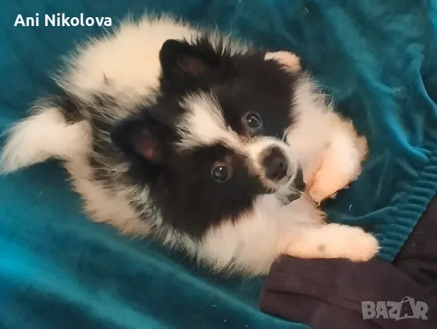 Мини шпиц , снимка 17 - Померан - 49781285