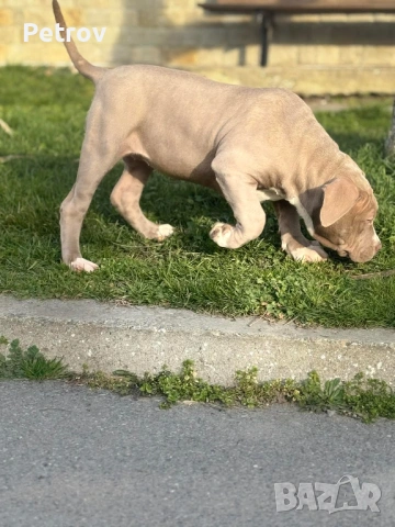 Американско були , снимка 2 - Питбул - 53690899