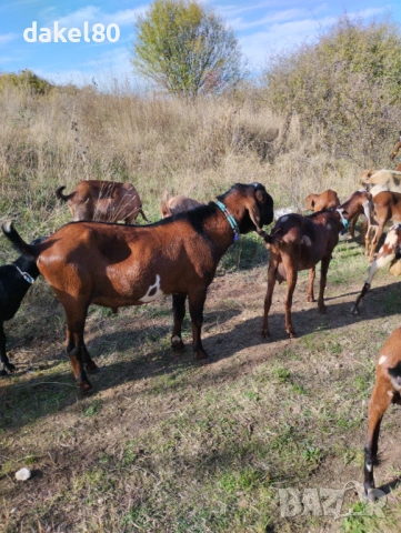 Продавам англонубииски пръч