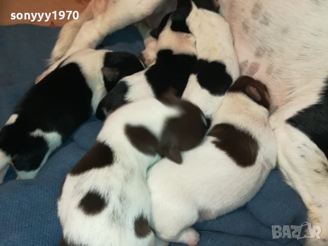 ДЖАК РЪСЕЛ-БЕБЕТА ПО 250ЛВ 1508251800