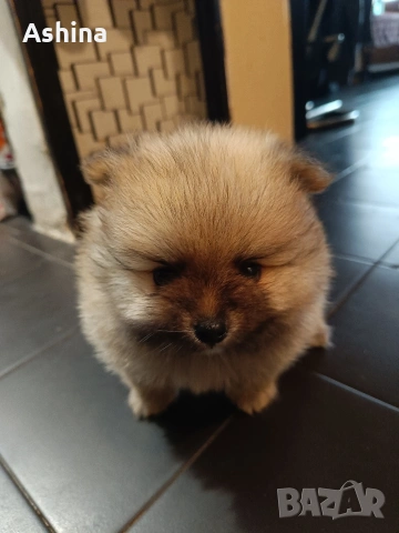 померан/мини шпиц, снимка 5 - Померан - 53597861