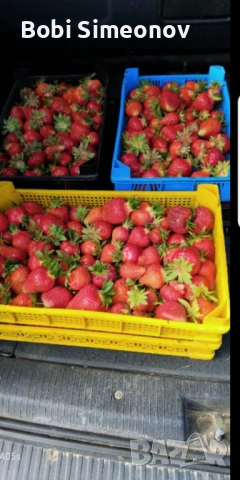 Искаш богата реколта от сладки и ароматни ягоди предлагам ти качествен расад клаудия и скала , снимка 5 - Градински цветя и растения - 53724007