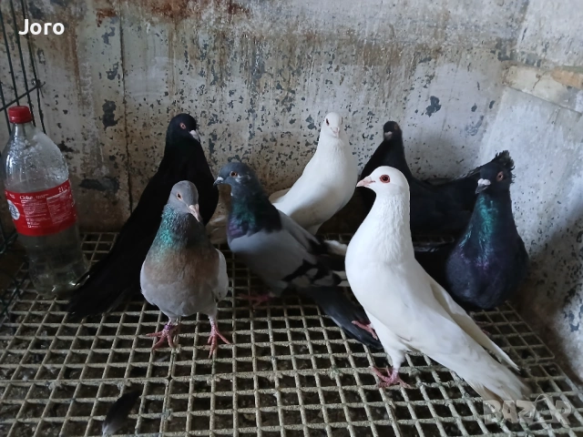 Римски гълъби , снимка 2 - Гълъби - 53519102