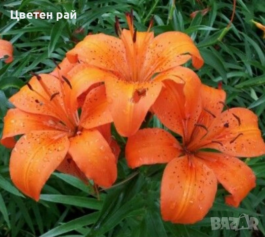 Луковици на лилиум , снимка 3 - Градински цветя и растения - 53433813