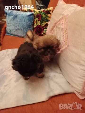 Кралски Пикинез, снимка 2 - Пекинез - 53865187