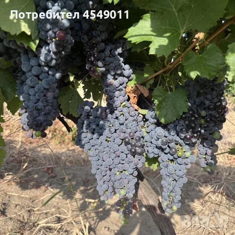 Грозде сорт мерло , снимка 5 - Домашни продукти - 56084454