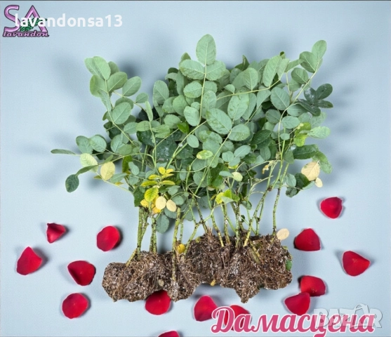 Разсад маслодайни рози, снимка 6 - Градински цветя и растения - 42641069