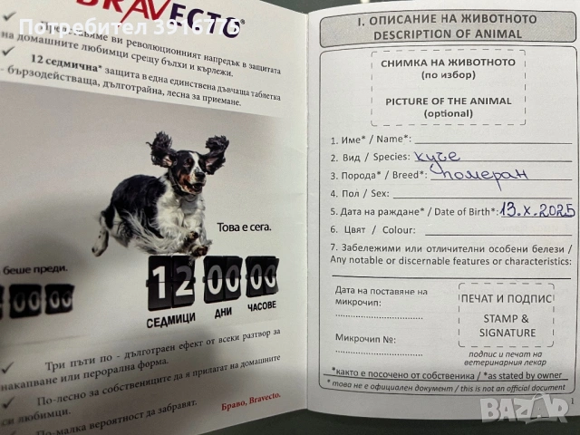 Померан 4-месеца, снимка 10 - Померан - 53490971