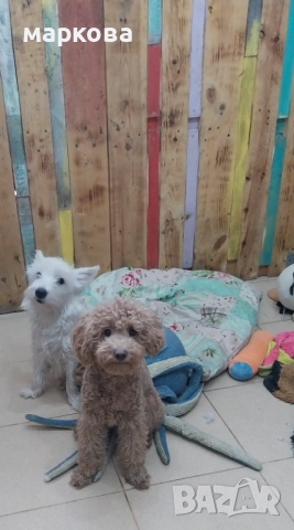 мини пудел, снимка 3 - Пудели - 52874276