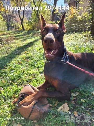 Мъжки Доберман за разплод, снимка 4 - Търси партньор - 50466810