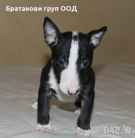 Мини Бултериери, снимка 6 - Бултериер - 44146951