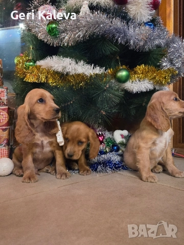 чистокръвни Кокер Шпаньоли, снимка 7 - Кокер шпаньол - 52750267