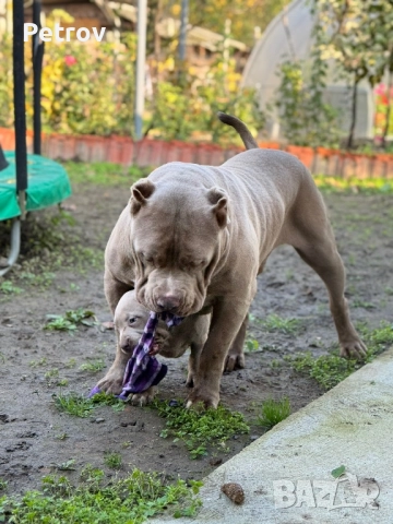 Американско були, снимка 11 - Питбул - 51911928