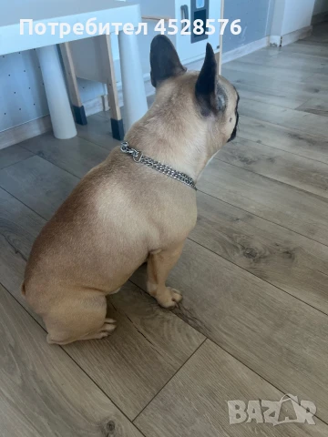 Френски булдог за разплод, снимка 7 - Други - 50970092