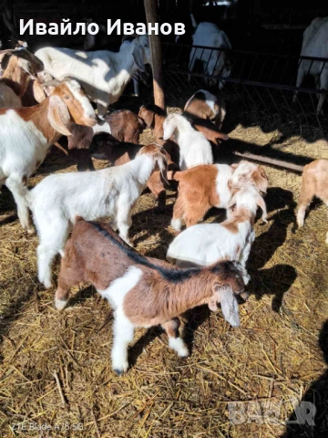Продавам кози с ярета, снимка 6 - Кози - 53247338
