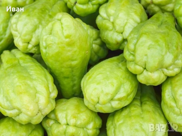 Чайот (Мексиканска краставица)