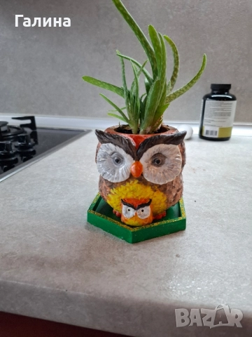 Декоративна саксиийка с Алое