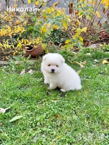 Померан момче със втора ваксина. Померанче, снимка 5 - Померан - 52548770