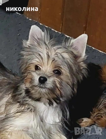 продавам йоркширски териер , снимка 2 - Йоркширски териер - 53604601