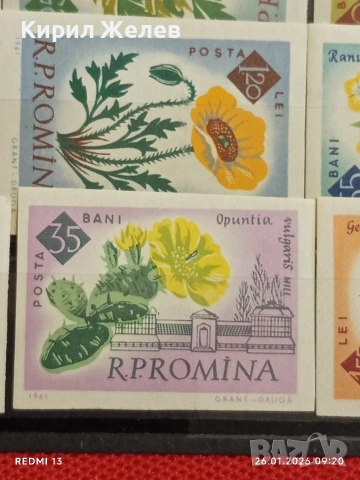 Стари пощенски марки без печат ЦВЕТЯ РУМЪНИЯ за КОЛЕКЦИЯ ДЕКОРАЦИЯ 52020, снимка 8 - Филателия - 53227487