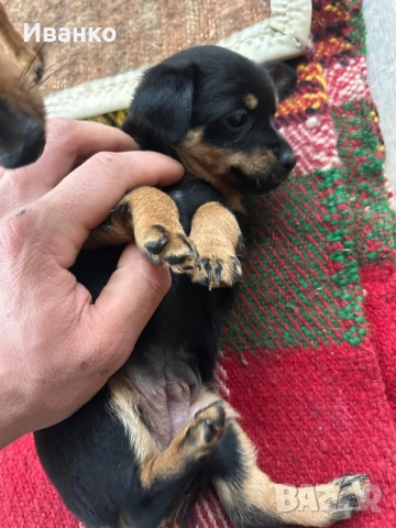 Кученца мини пинчер, снимка 7 - Пинчер - 52846872