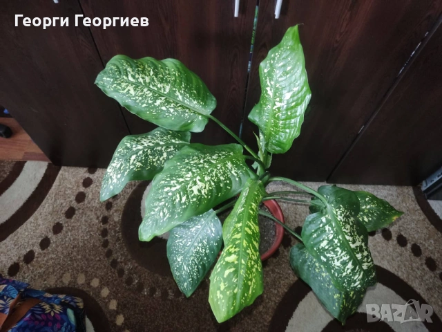 Голяма Дифенбахия, снимка 2 - Стайни растения - 53721008