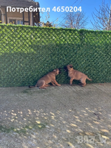 Малки Малиноа търсят своят нов собственик, снимка 4 - Белгийска овчарка - 52404012