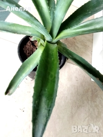 Агаве 2 вида, снимка 4 - Стайни растения - 51825554