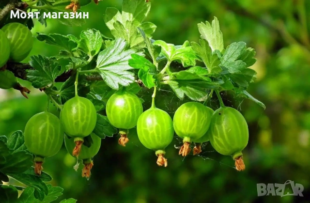 Цариградско Грозде, снимка 5 - Градински цветя и растения - 53650621