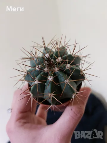 Здравейте!Продавам кактус 
Melocactus bahiensis., снимка 1 - Стайни растения - 48683836