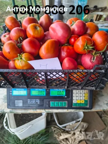 Продавам вкусни домати, снимка 6 - Домашни продукти - 55884872