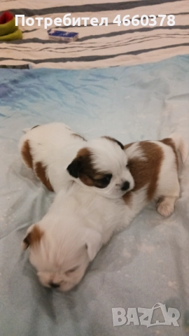 Ши тсу, снимка 3 - Ши Тцу - 52532871