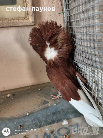 Якалия, снимка 4 - Гълъби - 53734052