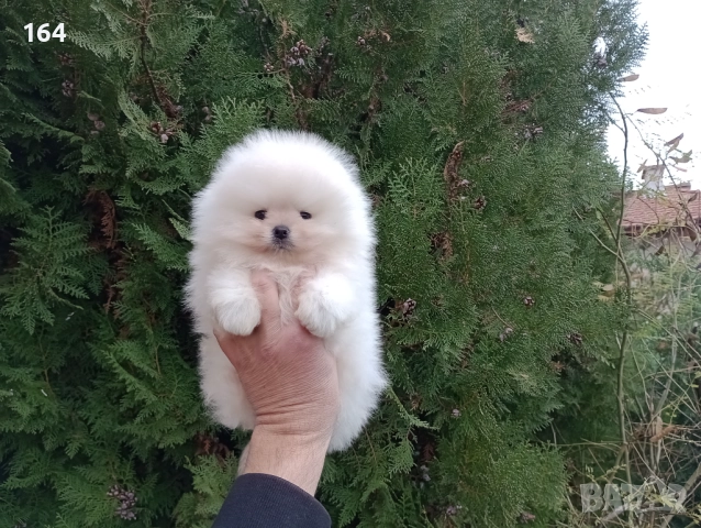 Чисто бял мъжки Померан.
