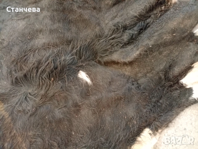 агнешки и кози кожи , снимка 3 - Антикварни и старинни предмети - 53671618