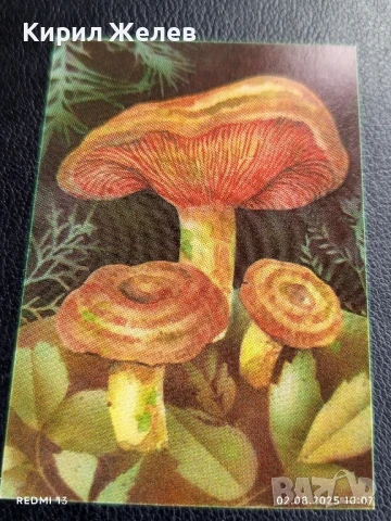 Старо календарче серия диви гъби за КОЛЕКЦИЯ ДЕКОРАЦИЯ 24889, снимка 3 - Колекции - 51224206
