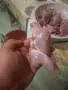 Пресно пъдпъдъче месо , снимка 2
