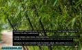 100 бр. висококачествени семена от черен бамбук - Phyllostachys nigra - Hardy Rare Privacy редки бам, снимка 2
